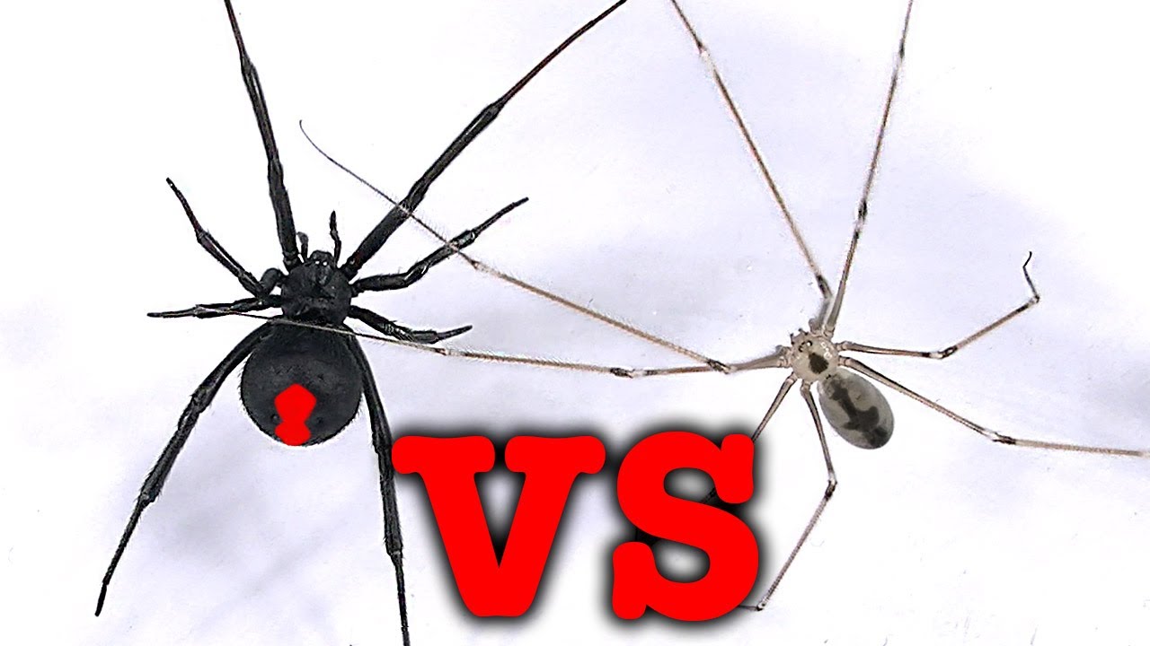 Daddy Long Legs Spiders Fasrminds - roblox spider legs